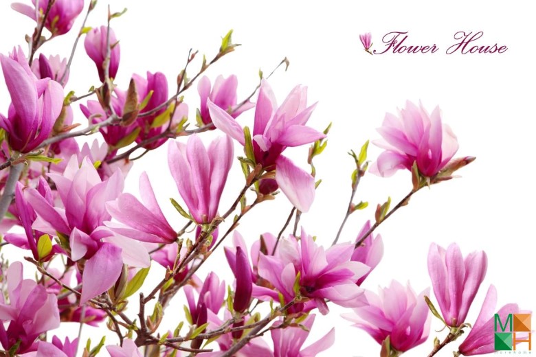 Tranh dán tường Hàn Quốc tại Hà Nội hoa mộc lan FW - 012